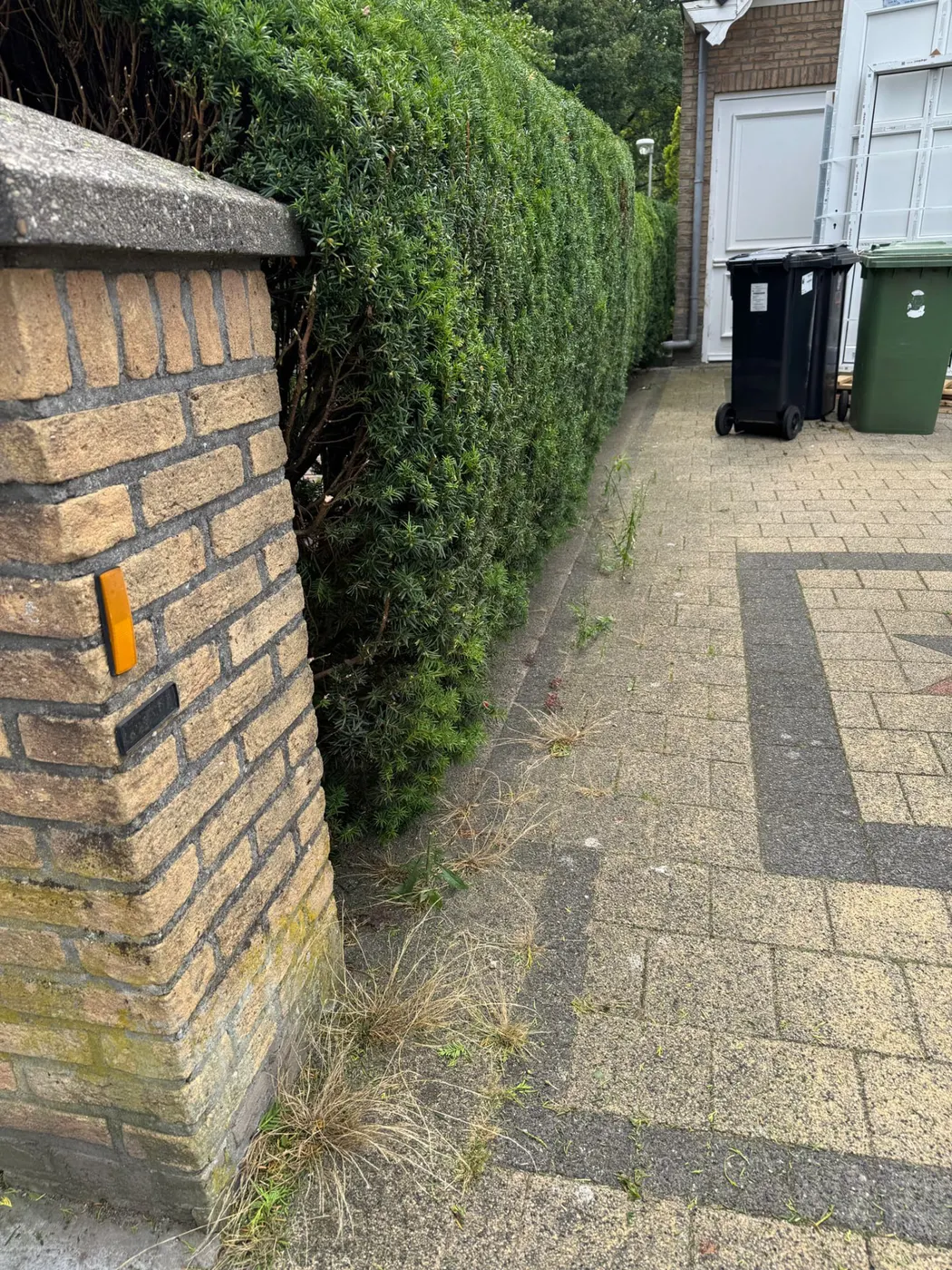 Strak gesnoeide taxushaag langs een bestrate oprit