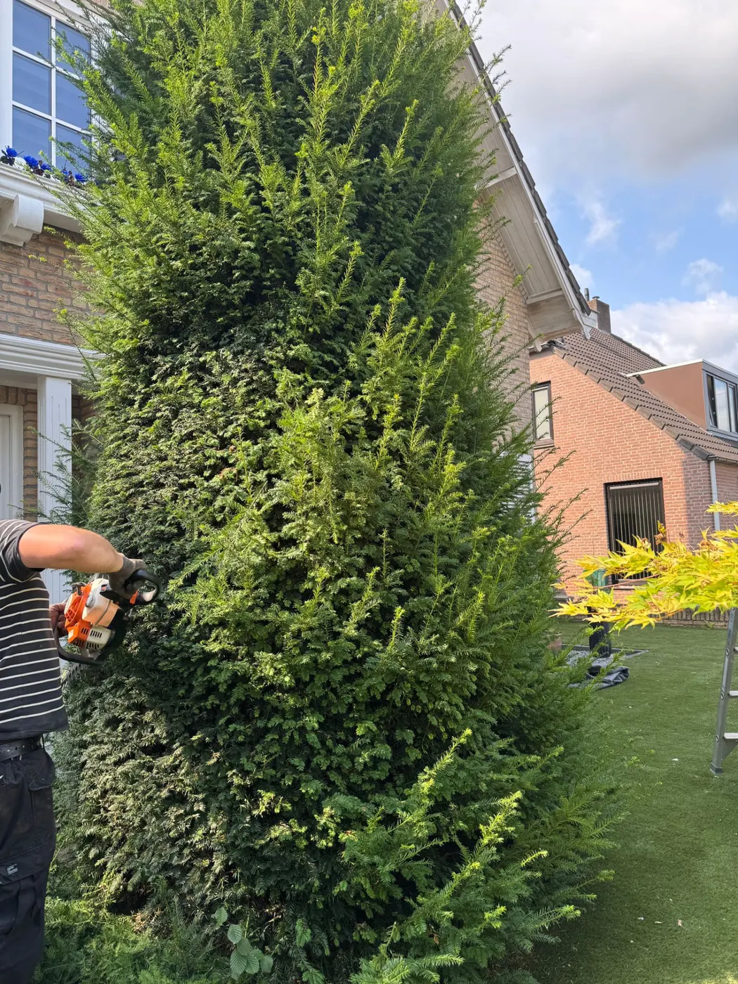 Hovenier snoeit met een heggenschaar een uitgegroeide taxus