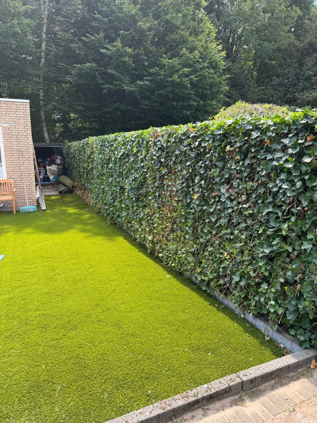 Bijgewerkte klimophaag langs een groen gazon in een achtertuin